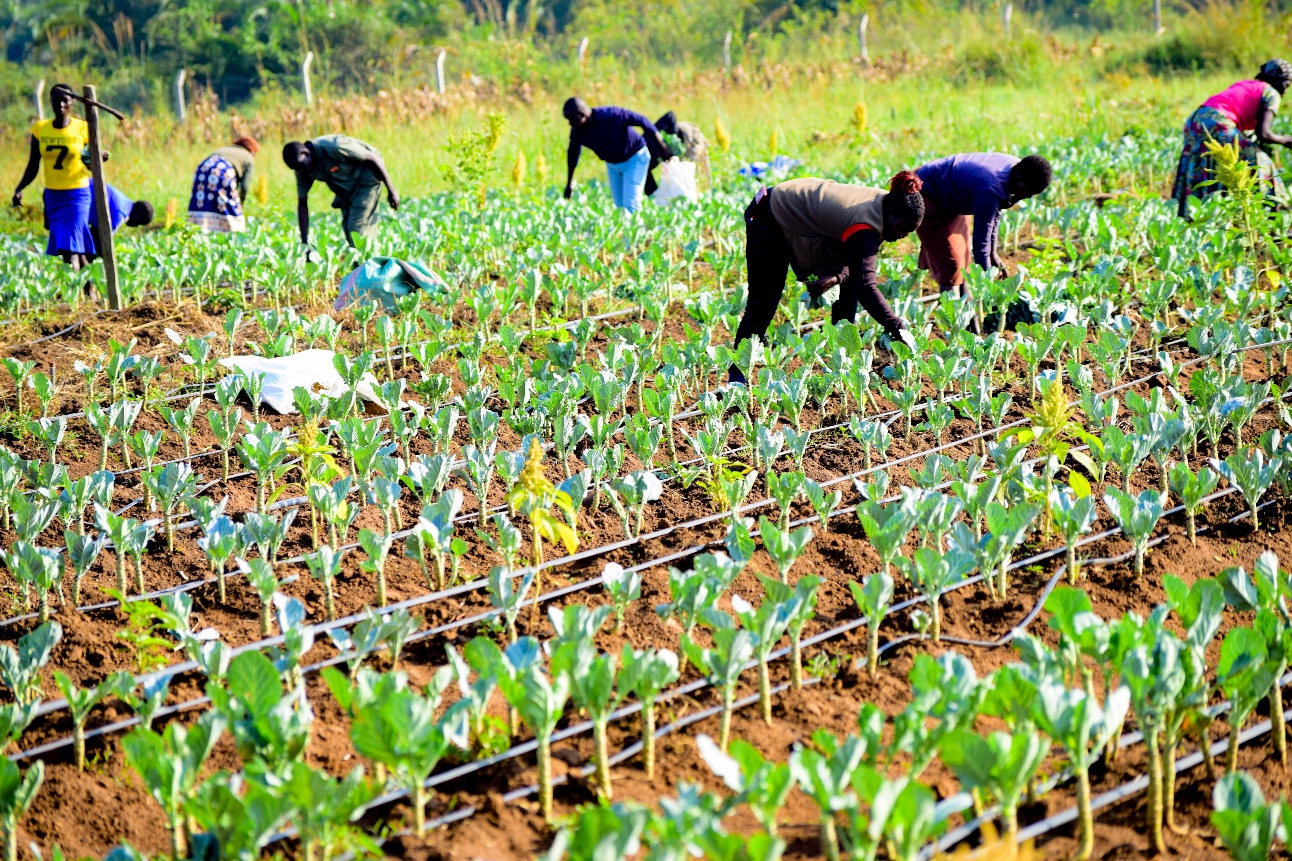 Vegetable traders at the Wezesha Agri-Eco Hub in Alupe, Busia County