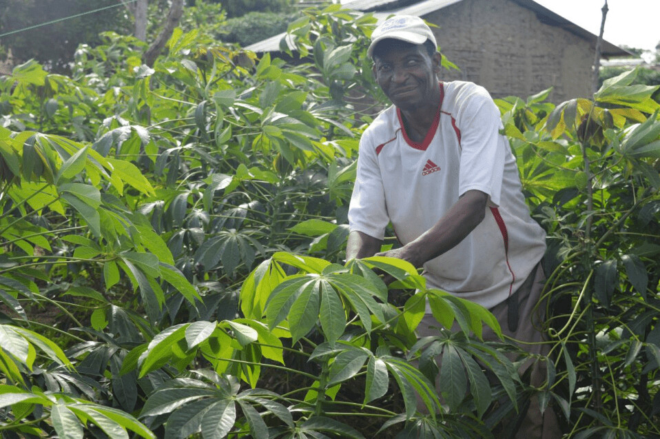 Smallholder farmers in a USTADI-supported cassava farming group